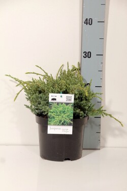 Kadagys žvynuotasis (Lot Juniperus squa.) 'Holger' C2/P17 15-20 CM | KADAGIAI | SPYGLIUOČIAI