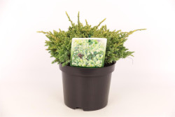 Kadagys žvynuotasis (Lot Juniperus squa.) 'Holger' C2/P17 20-25 CM - nuotrauka 1