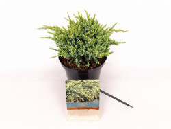 Kadagys žvynuotasis (Lot Juniperus squa.) 'Holger' C2/P17 20-25 CM - nuotrauka 2
