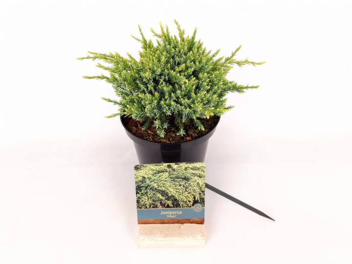 Kadagys žvynuotasis (Lot Juniperus squa.) 'Holger' C2/P17 20-25 CM | KADAGIAI | SPYGLIUOČIAI