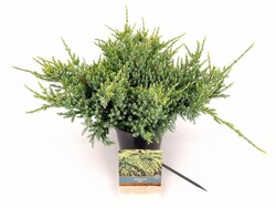 Kadagys žvynuotasis (Lot Juniperus squa.) 'Holger' C2/P17 30-40 CM