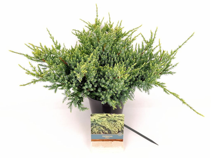 Kadagys žvynuotasis (Lot Juniperus squa.) 'Holger' C2/P17 30-40 CM