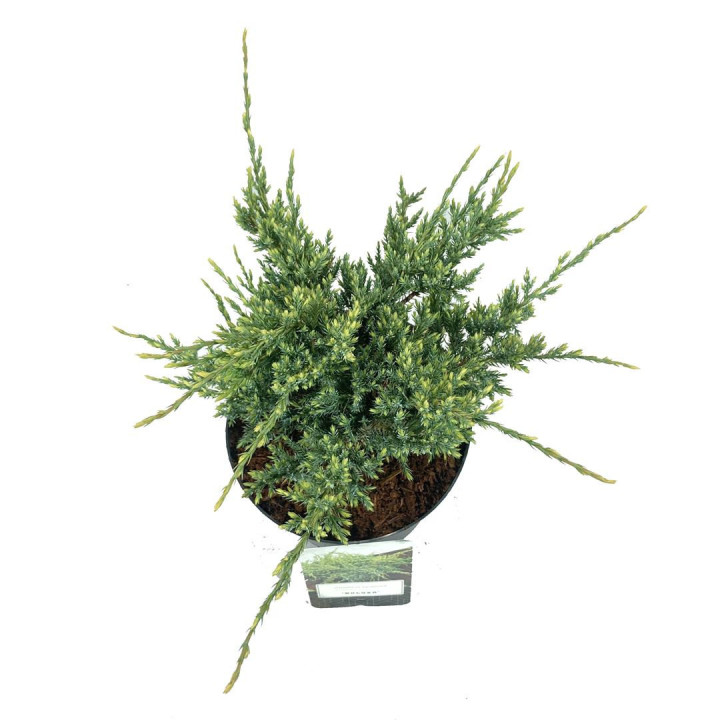 Kadagys žvynuotasis (Lot Juniperus squa.) 'Holger' C2,5/P18 20-25 CM | KADAGIAI | SPYGLIUOČIAI