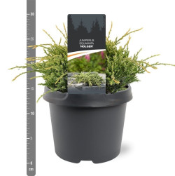 Kadagys žvynuotasis (Lot Juniperus squa.) 'Holger' C3/P19 20-25 CM | KADAGIAI | SPYGLIUOČIAI