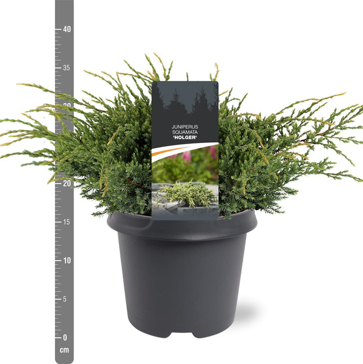 Kadagys žvynuotasis (Lot Juniperus squa.) 'Holger' C5/P23 30-40 CM | KADAGIAI | SPYGLIUOČIAI