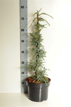 Kadagys žvynuotasis (Lot Juniperus squa.) 'Holger' 40-50 CM CONE C5/P23 - nuotrauka 2