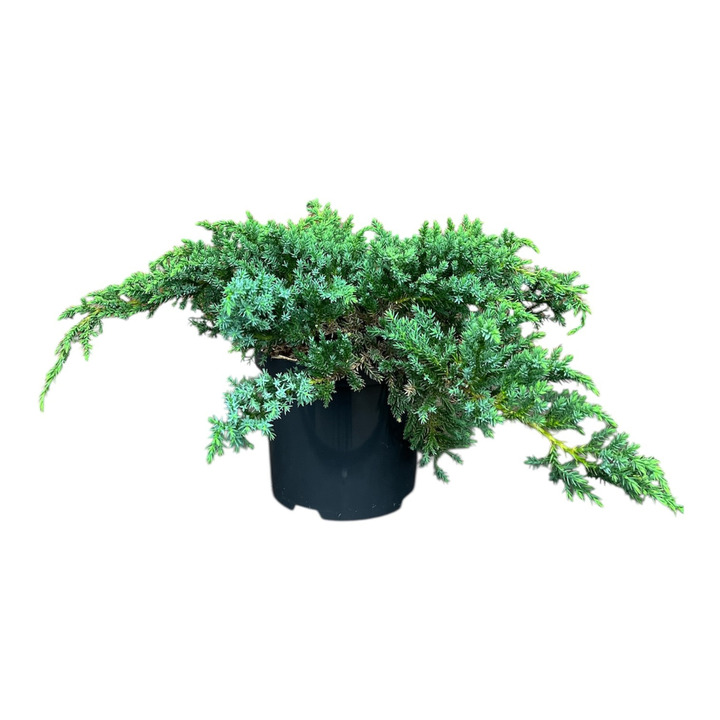 Kadagys žvynuotasis (Lot Juniperus squa.) 'Little Joanna' C2,5/P18 15-20 CM | KADAGIAI | SPYGLIUOČIAI