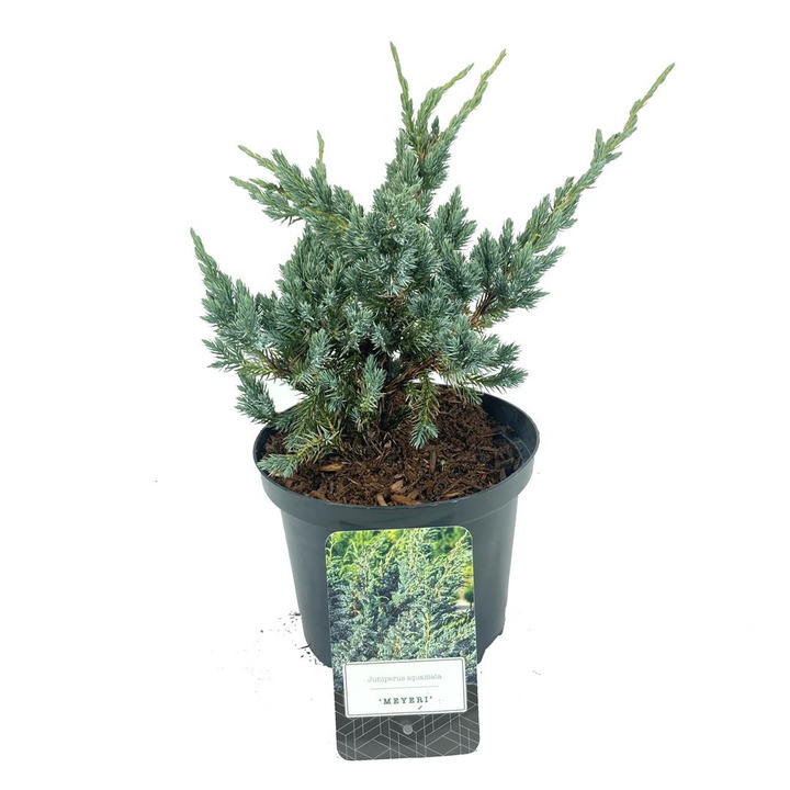 Kadagys žvynuotasis (Lot Juniperus squa.) 'Meyeri' C2,5/P18 20-25 CM | KADAGIAI | SPYGLIUOČIAI