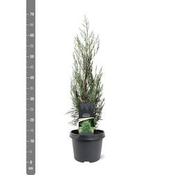 Kadagys uolinis (Lot Juniperus scop.) 'Moonglow' C3/P19 50-60 CM