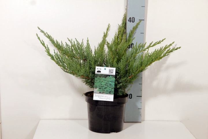Kadagys kazokinis (Lot Juniperus sabina) 'Tamariscifolia' C2/P17 20-25 CM