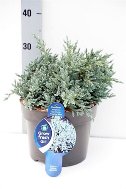 Kadagys žvynuotasis (Lot Juniperus squa.) 'Tropical Blue' C5/P23 25-30 CM | KADAGIAI | SPYGLIUOČIAI