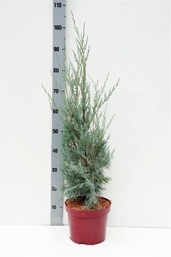 Kadagys uolinis (Lot Juniperus scop.) 'Wichita Blue' C5/P23 50-60 CM | KADAGIAI | SPYGLIUOČIAI