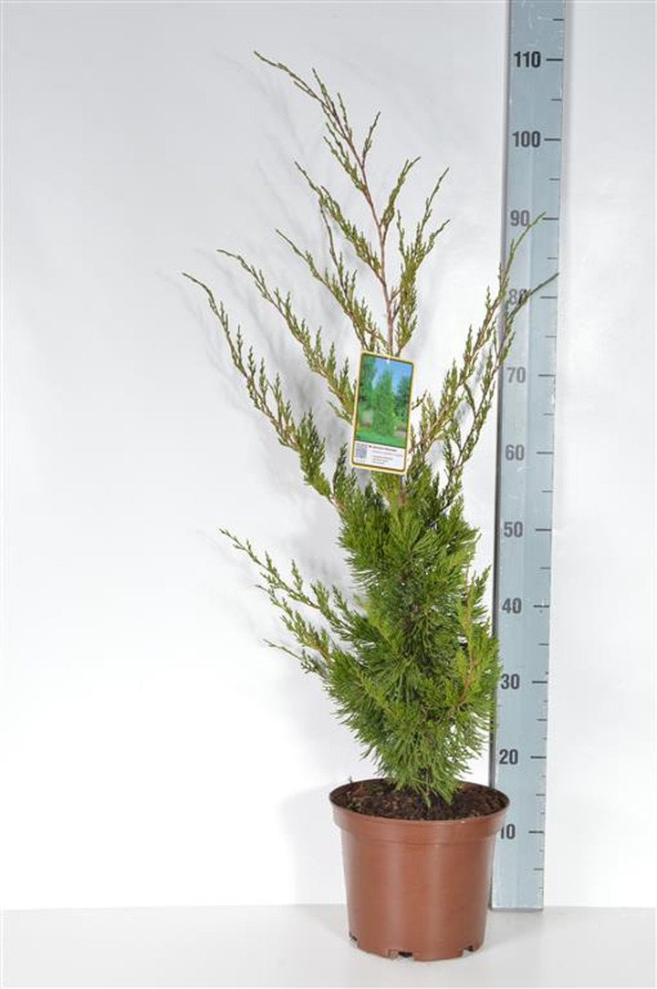 Virgininis kadagys (Lot Juniperus virg.) 'Canaertii' C5/P23 50-60 CM | KADAGIAI | SPYGLIUOČIAI