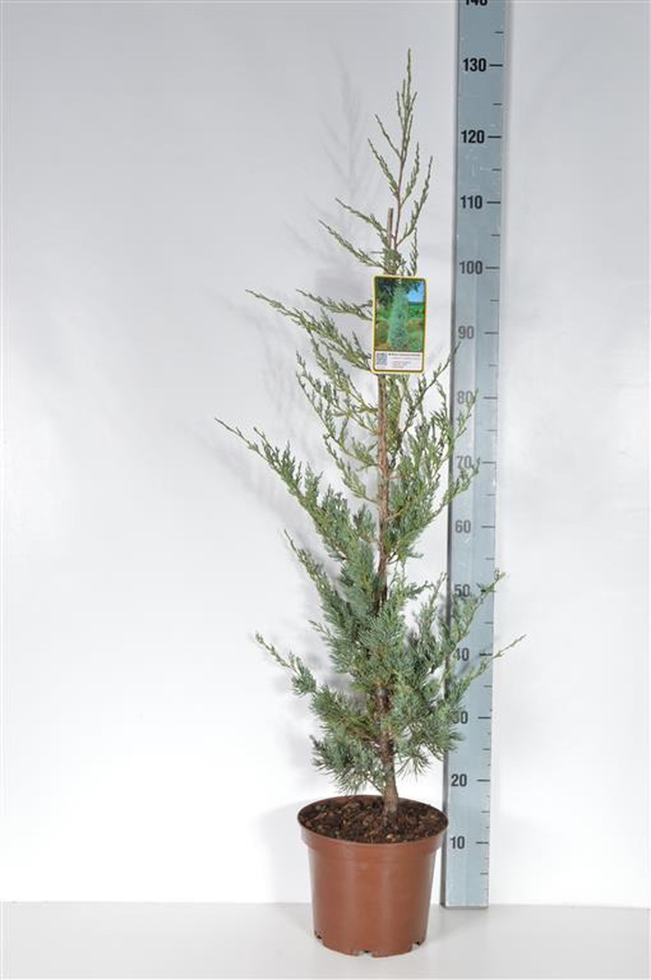 Virgininis kadagys (Lot Juniperus virg.) 'Glauca' C5/P23 50-60 CM | KADAGIAI | SPYGLIUOČIAI
