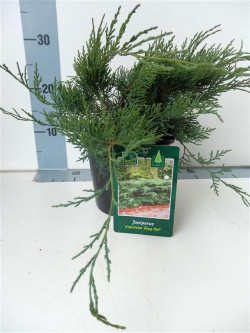 Virgininis kadagys (Lot Juniperus virg.) 'Grey Owl' C2/P17 20-25 CM