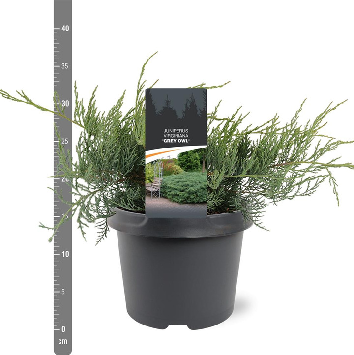 Virgininis kadagys (Lot Juniperus virg.) 'Grey Owl' C3/P19 25-30 CM