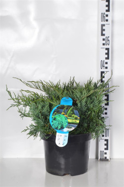 Virgininis kadagys (Lot Juniperus virg.) 'Grey Owl' C5/P23 30-40 CM | KADAGIAI | SPYGLIUOČIAI