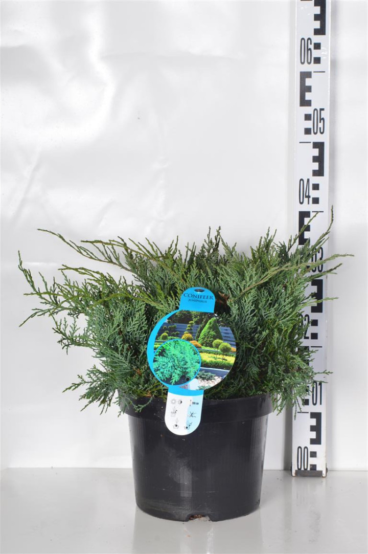 Virgininis kadagys (Lot Juniperus virg.) 'Grey Owl' C5/P23 30-40 CM | KADAGIAI | SPYGLIUOČIAI