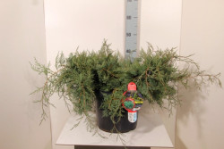 Virgininis kadagys (Lot Juniperus virg.) 'Grey Owl' C12 50-60 CM