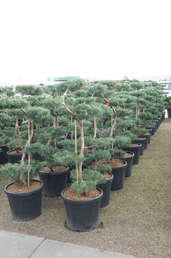 Virgininis kadagys (Lot Juniperus virg.) 'Grey Owl' BONSAI 125/+ CM C45 - nuotrauka 2