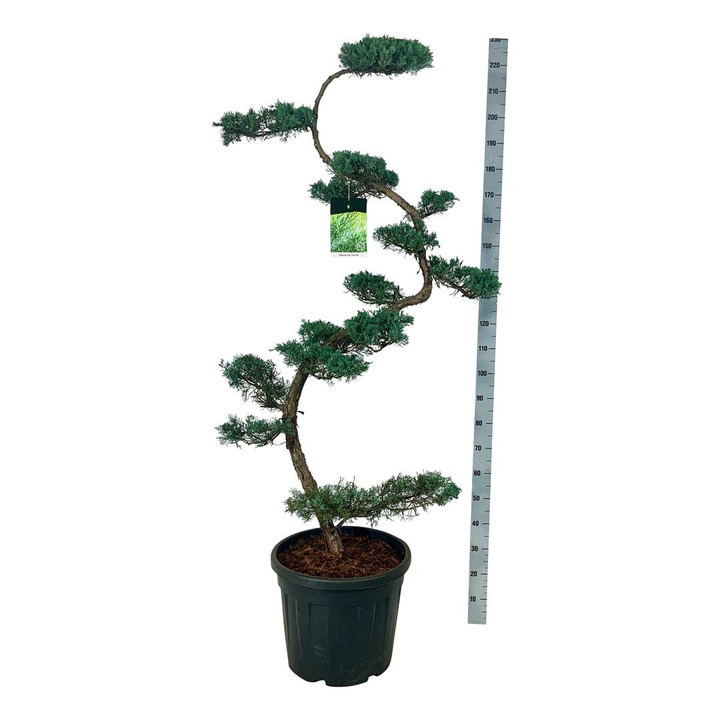 Virgininis kadagys (Lot Juniperus virg.) 'Grey Owl' NIWAKI BONSAI 175/+ CM C55 | KADAGIAI | SPYGLIUOČIAI