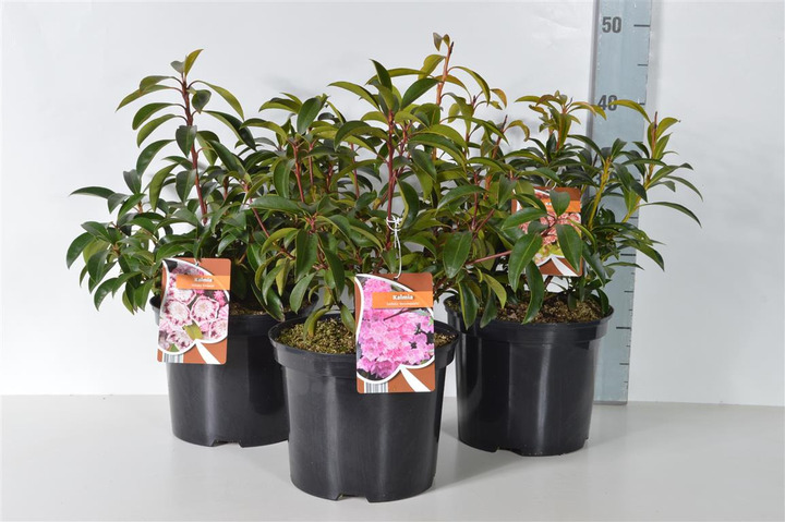 Kalmija siauralapė - Grėsvis MIX (Lot Kalmia in)  MIX C4/P21 25-30 CM