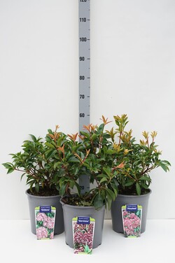 Kalmija (Lot Kalmia in)  C7,5/P26 30-40 CM