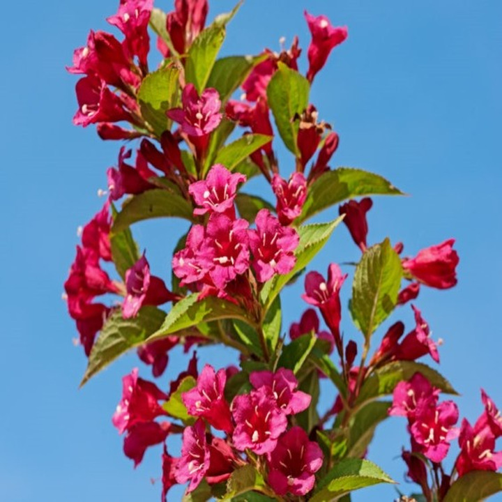 Veigelė Gražiažiedė (Lot Weigela florida) ‘BRISTOL RUBY’-VEIGĖLĖS-KRŪMAI