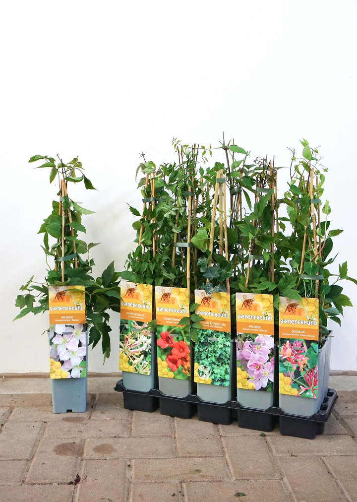 Vijokliniai MIX (Lot Climbers in)  Campsis, Clematis, Hedera, Lonicera & Polygonum P17 40-60 CM 3 STICK