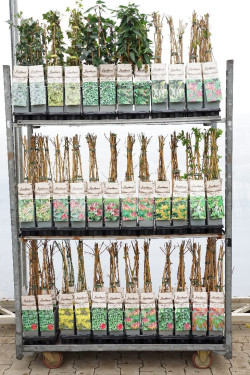 Vijokliniai MIX (Lot Climbers in)  P17 40-60 CM 3 STICK - nuotrauka 1