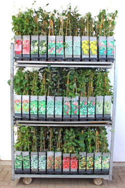 Vijokliniai MIX (Lot Climbers in)  P17 40-60 CM 3 STICK - nuotrauka 2