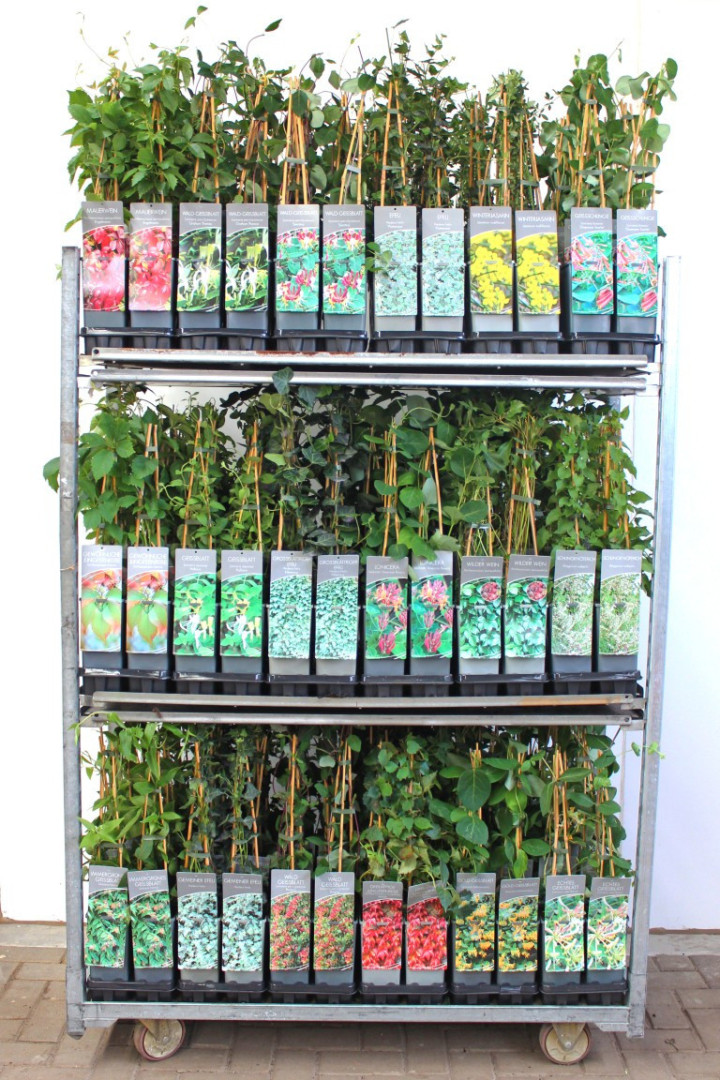 Vijokliniai MIX (Lot Climbers in)  P17 40-60 CM 3 STICK