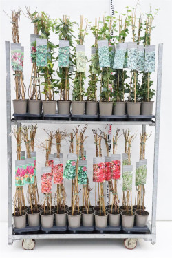 Vijokliniai MIX (Lot Climbers in)   C2/P17 60-80 CM