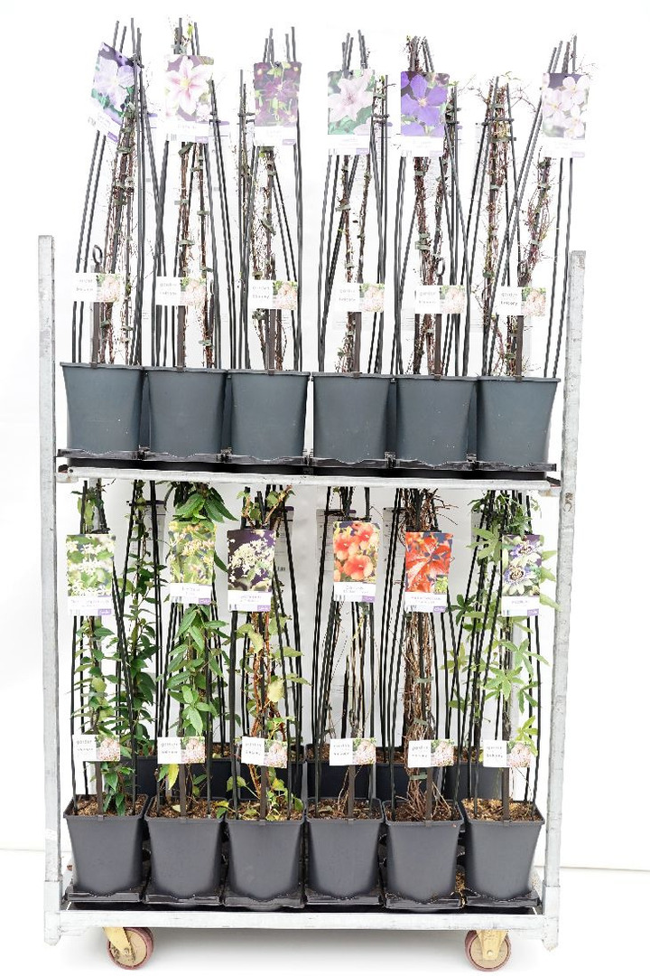 Vijokliniai MIX (Lot Climbers in)  Clematis, Campsis, Hedera, Hydrangea, Jasminum, Lonicera, Parthenocissus, Rosa & Wisteria  C5
