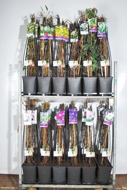Vijokliniai MIX (Lot Climbers in)  Clematis, Campsis, Hedera, Hydrangea, Jasminum, Lonicera, Parthenocissus, Rosa & Wisteria  C5 - nuotrauka 2