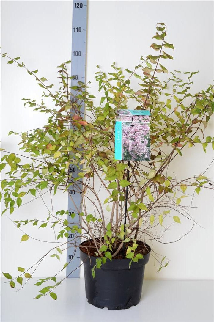 Puošnioji kolkvicija (Lot Kolkwitzia amabilis)  C10 60-80 CM