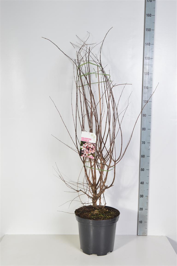 Puošnioji kolkvicija (Lot Kolkwitzia amabilis)  C12 100-125 CM