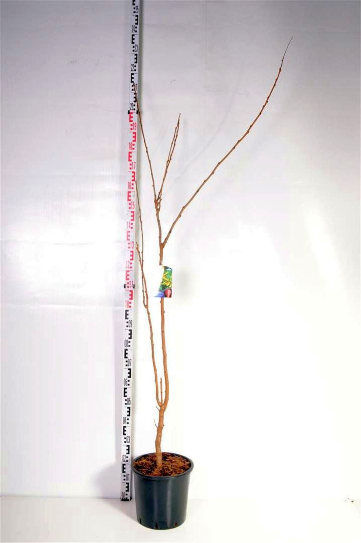 Kelreiterė gausiažiedė (Lot Koelreuteria paniculata)  C15 150-175 CM