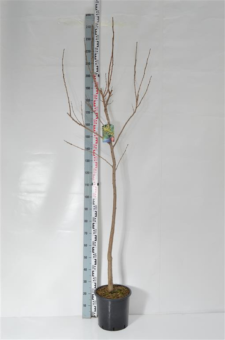 Kelreiterė gausiažiedė (Lot Koelreuteria paniculata)  C15 175-200 CM