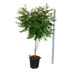 Kelreiterė gausiažiedė (Lot Koelreuteria paniculata)  C30 150-175CM EXTRA - nuotrauka 2