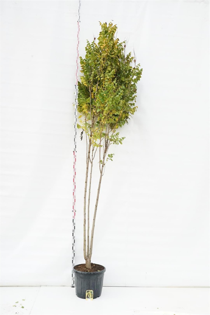 Kelreiterė gausiažiedė (Lot Koelreuteria pan.) 'Fastigiata' C45 200-250 CM DAUGIAKAMIENIS