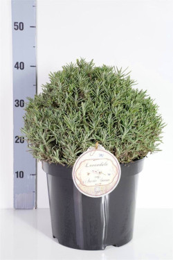 Tikroji levanda (Lot Lavandula ang.) 'Arctic Snow' 30-35 CM BALL C7,5/P26