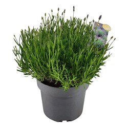 Tikroji levanda (Lot Lavandula ang.) 'Essence Purple' C3,5/P20 DECO | LEVANDOS | DAUGIAMETĖS GĖLĖS