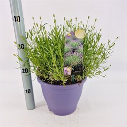 Tikroji levanda (Lot Lavandula ang.) 'Essence Purple' C5/P23 DECO - nuotrauka 1
