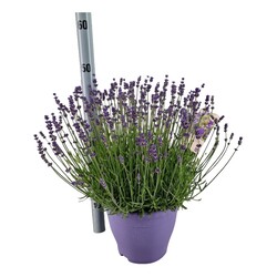 Tikroji levanda (Lot Lavandula ang.) 'Essence Purple' C5/P23 DECO - nuotrauka 2