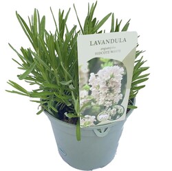 Tikroji levanda (Lot Lavandula ang.) 'Hidcote Alba' C2/P17 - nuotrauka 1