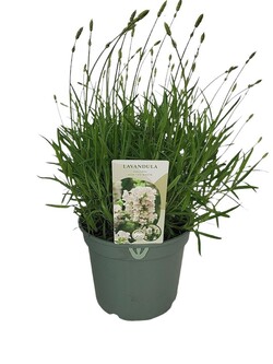 Tikroji levanda (Lot Lavandula ang.) 'Hidcote Alba' C2/P17 - nuotrauka 2