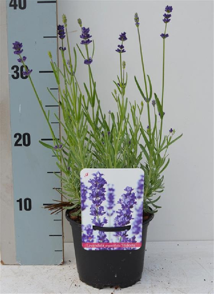 Tikroji levanda (Lot Lavandula ang.) 'Hidcote' C1/P13 15-20 CM