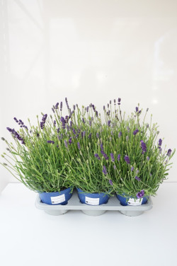 Tikroji levanda (Lot Lavandula ang.) 'Hidcote' C1,5/P14 ITAL. HERBS - nuotrauka 1