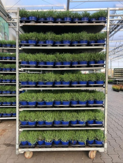 Tikroji levanda (Lot Lavandula ang.) 'Hidcote' C1,5/P14 ITAL. HERBS - nuotrauka 2